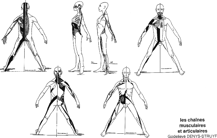 Schéma musculaire